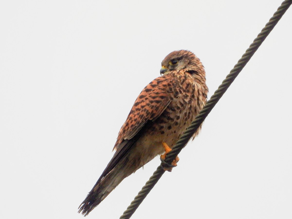 チョウゲンボウ - ML645484676