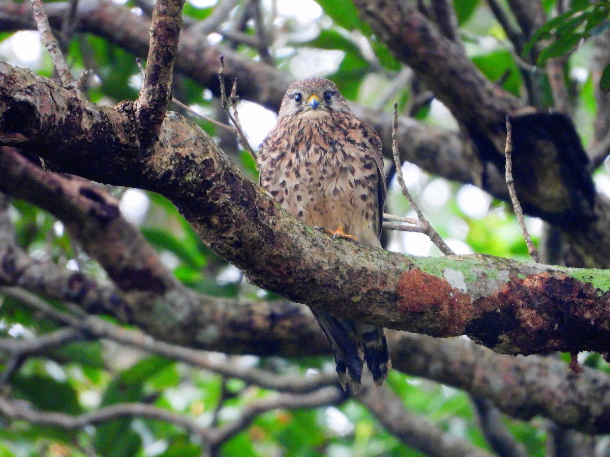 チョウゲンボウ - ML645484677