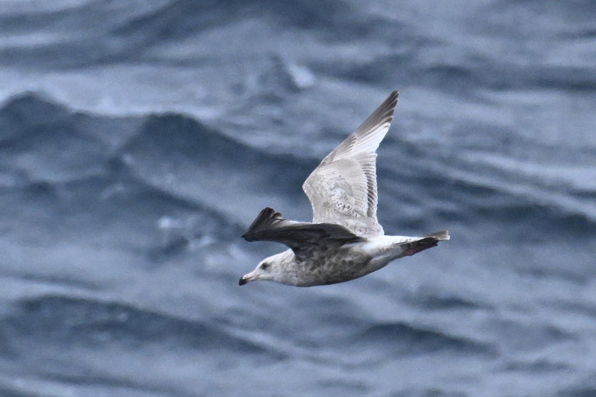 セグロカモメ／モンゴルセグロカモメ - ML645484679