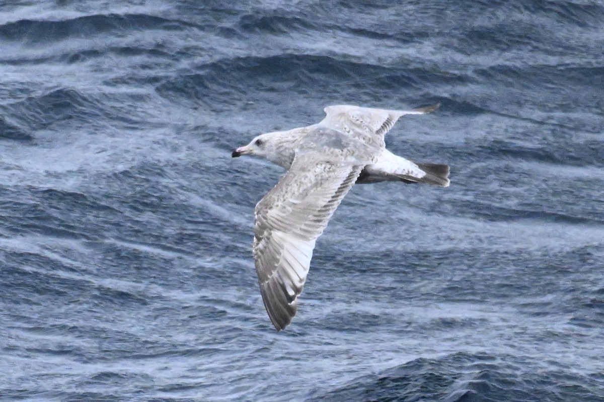 Slaty-backed Gull - ML645484680