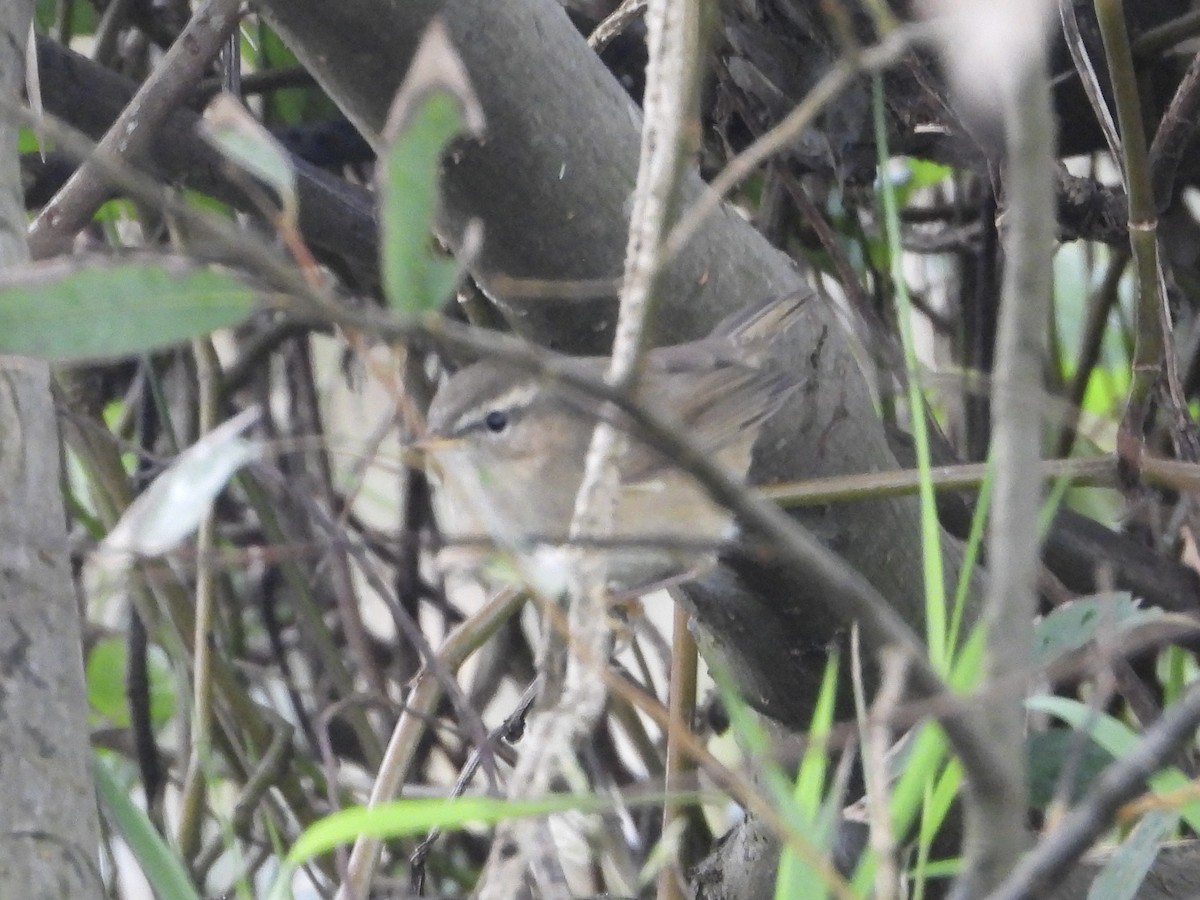 ムジセッカ - ML645484681