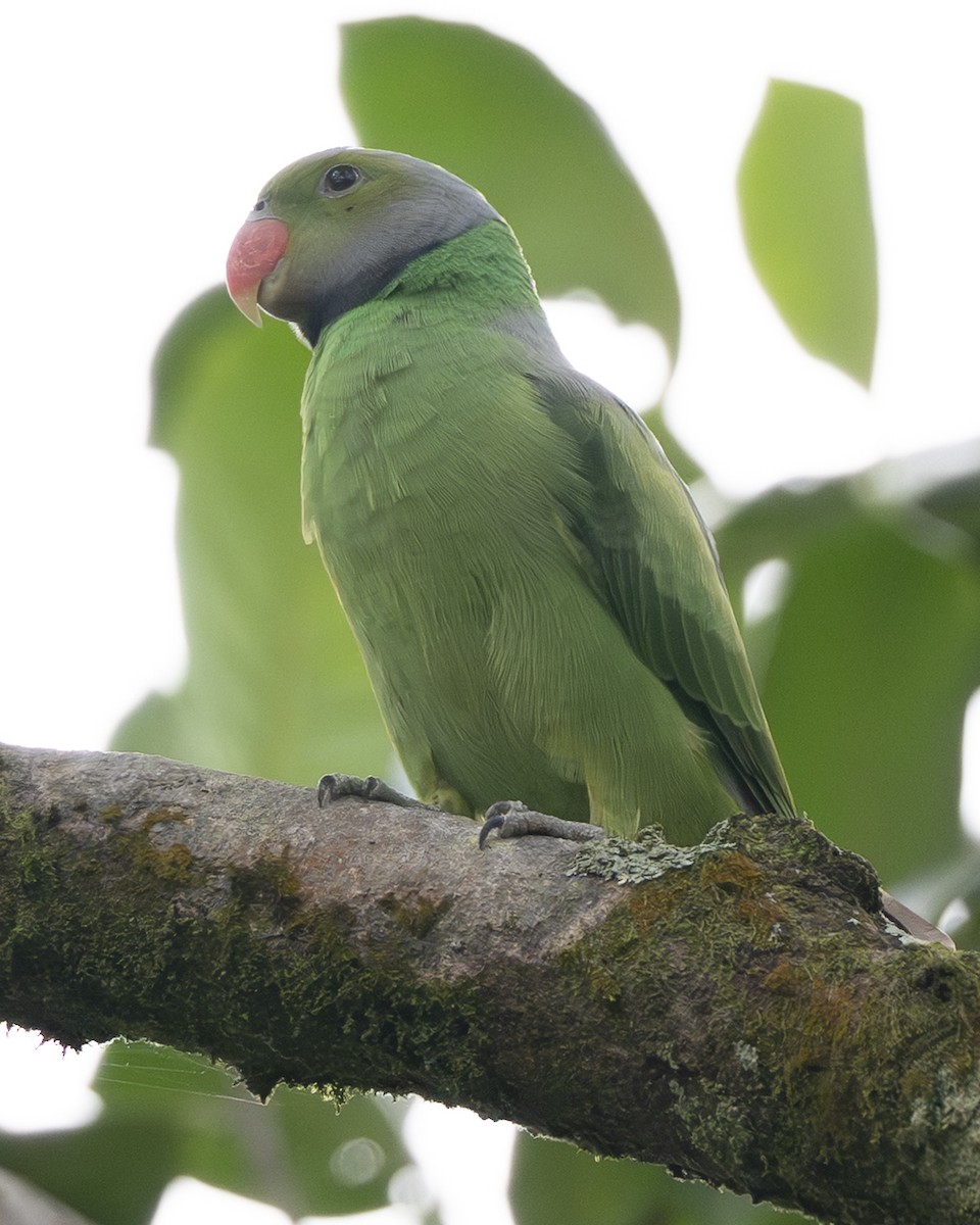 セイロンミドリワカケインコ - ML645484682