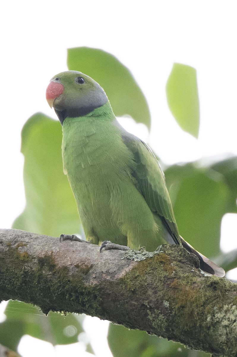 セイロンミドリワカケインコ - ML645484683