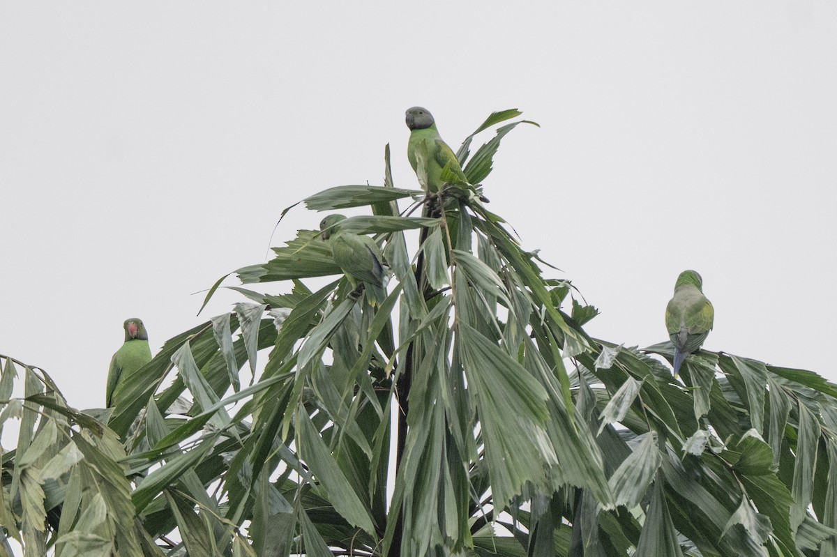 セイロンミドリワカケインコ - ML645484684