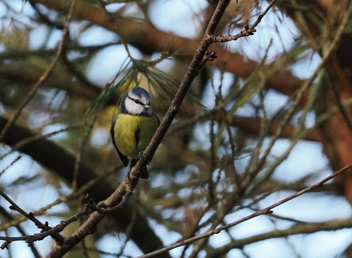 アオガラ - ML645484685