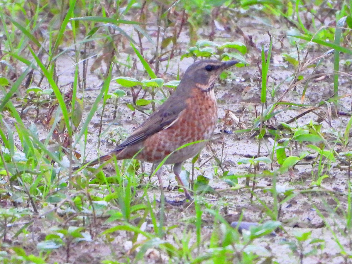 Kızıl Kanatlı Ardıç - ML645484688