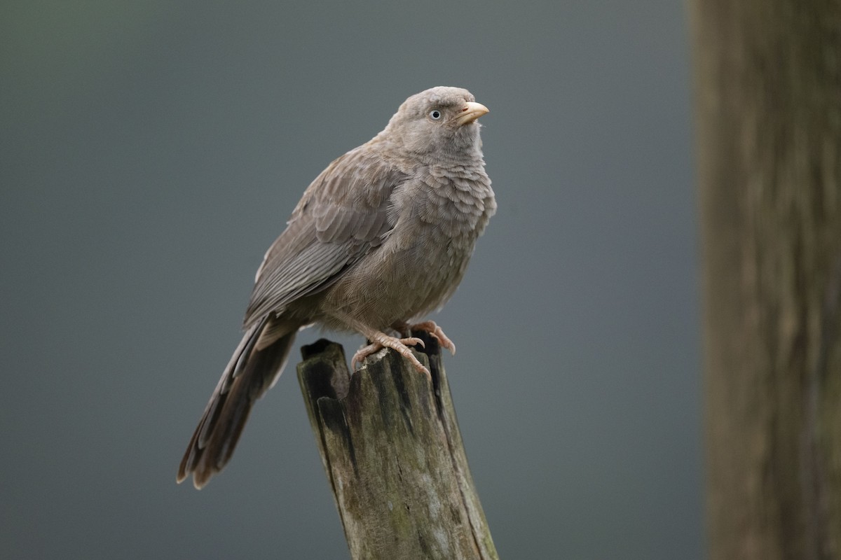 キバシヤブチメドリ - ML645484693