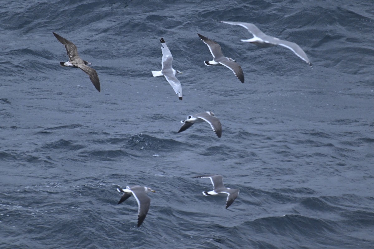 ウミネコ - ML645484695