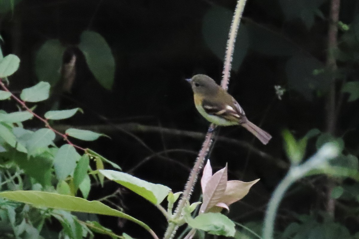 キムネフタスジハエトリ - ML645484697