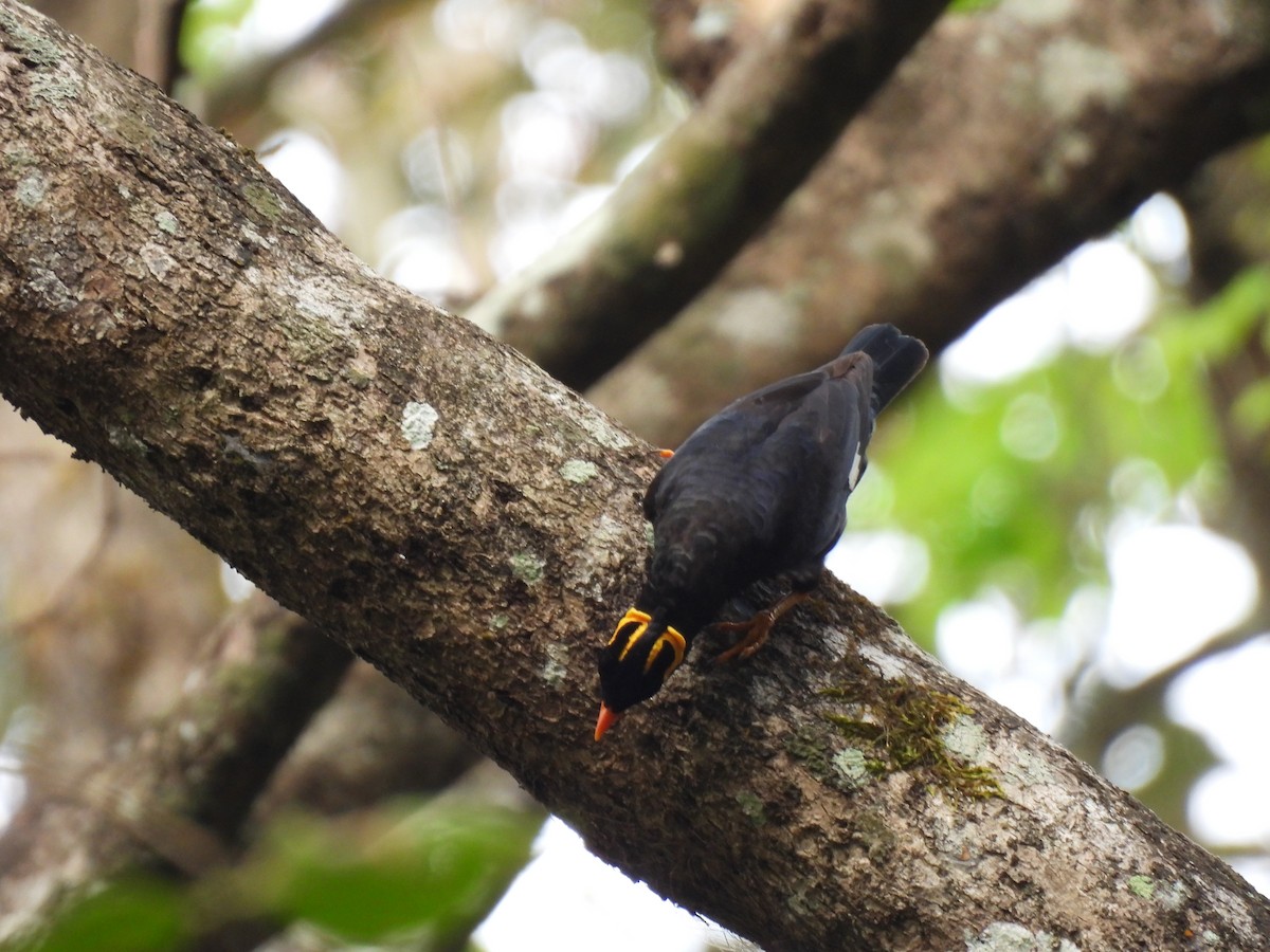 ミナミキュウカンチョウ - ML645484699