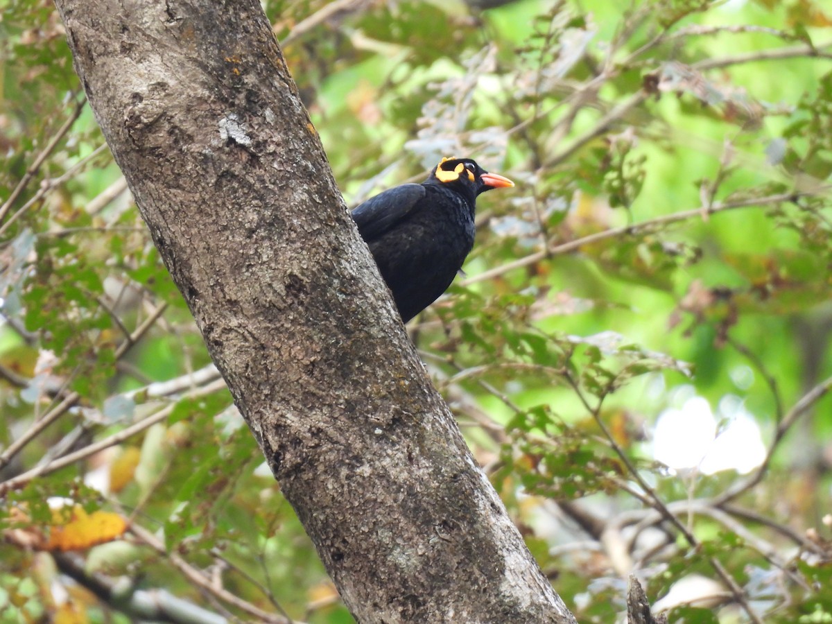 ミナミキュウカンチョウ - ML645484700