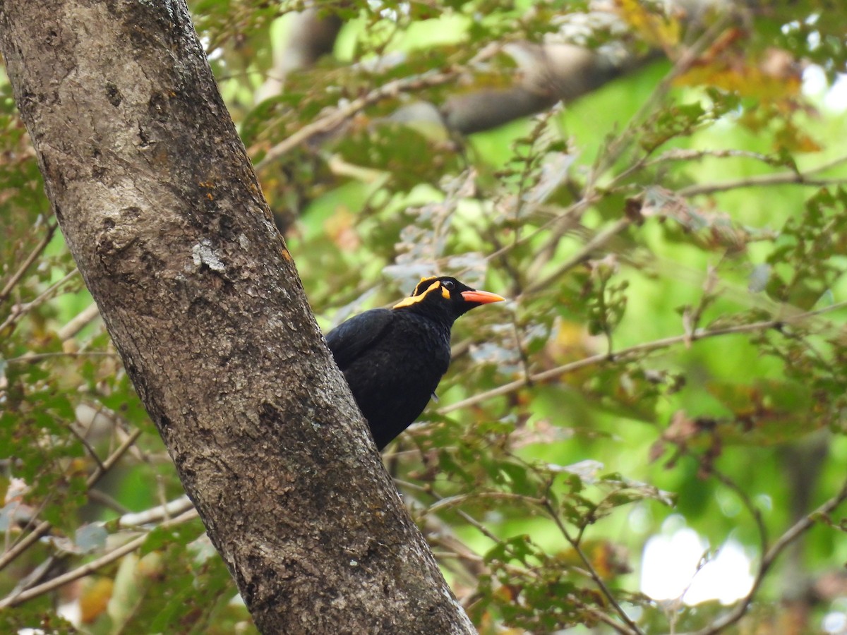 ミナミキュウカンチョウ - ML645484701