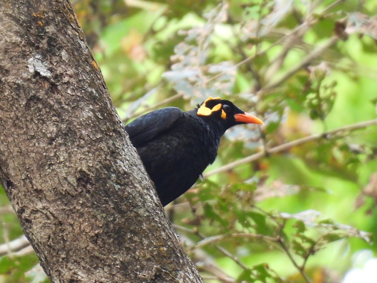ミナミキュウカンチョウ - ML645484702