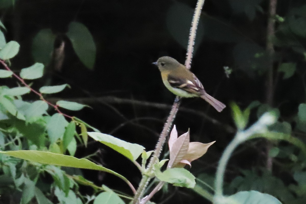 キムネフタスジハエトリ - ML645484703