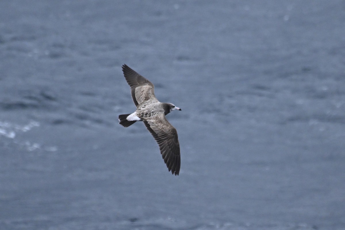 ウミネコ - ML645484706