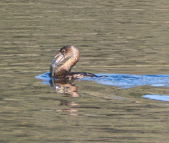 オビハシカイツブリ - ML645484707