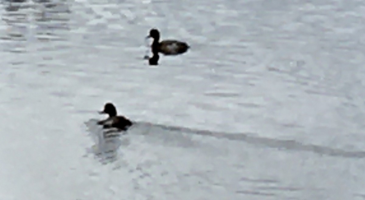 コスズガモ - ML645484708