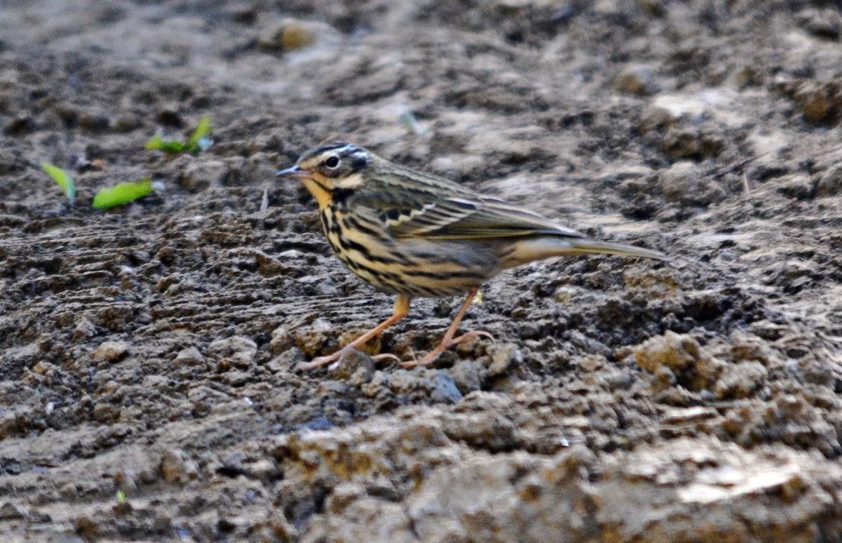 ビンズイ - ML645484709