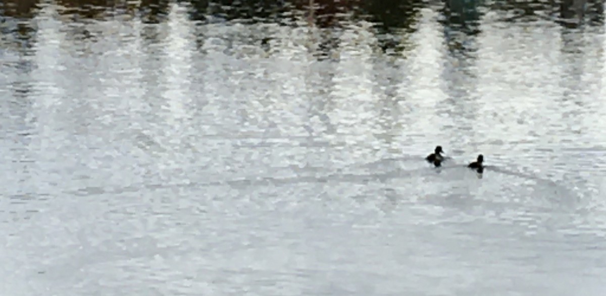 コスズガモ - ML645484711