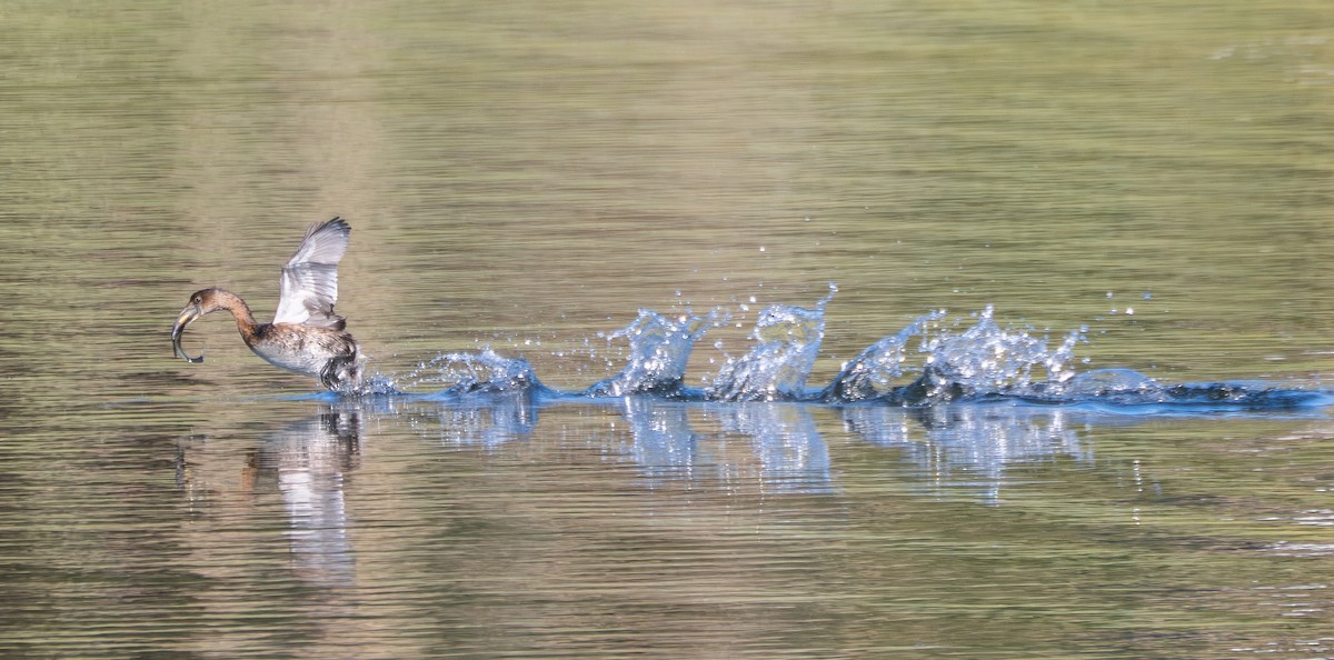 オビハシカイツブリ - ML645484712