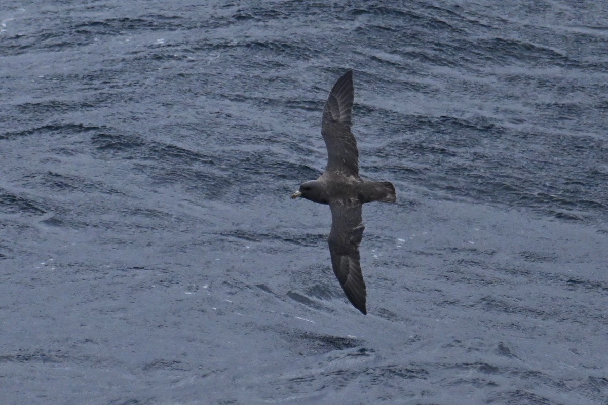 フルマカモメ - ML645484713