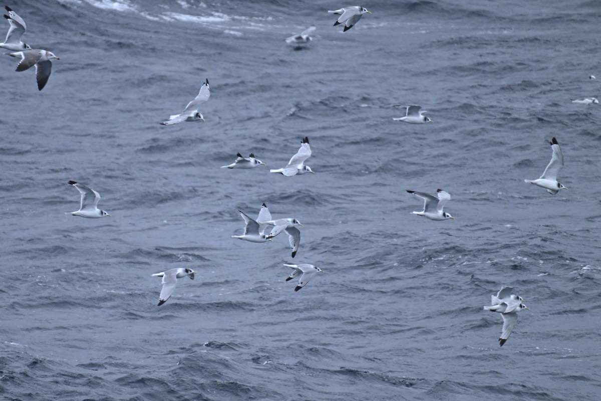 ミツユビカモメ - ML645484714