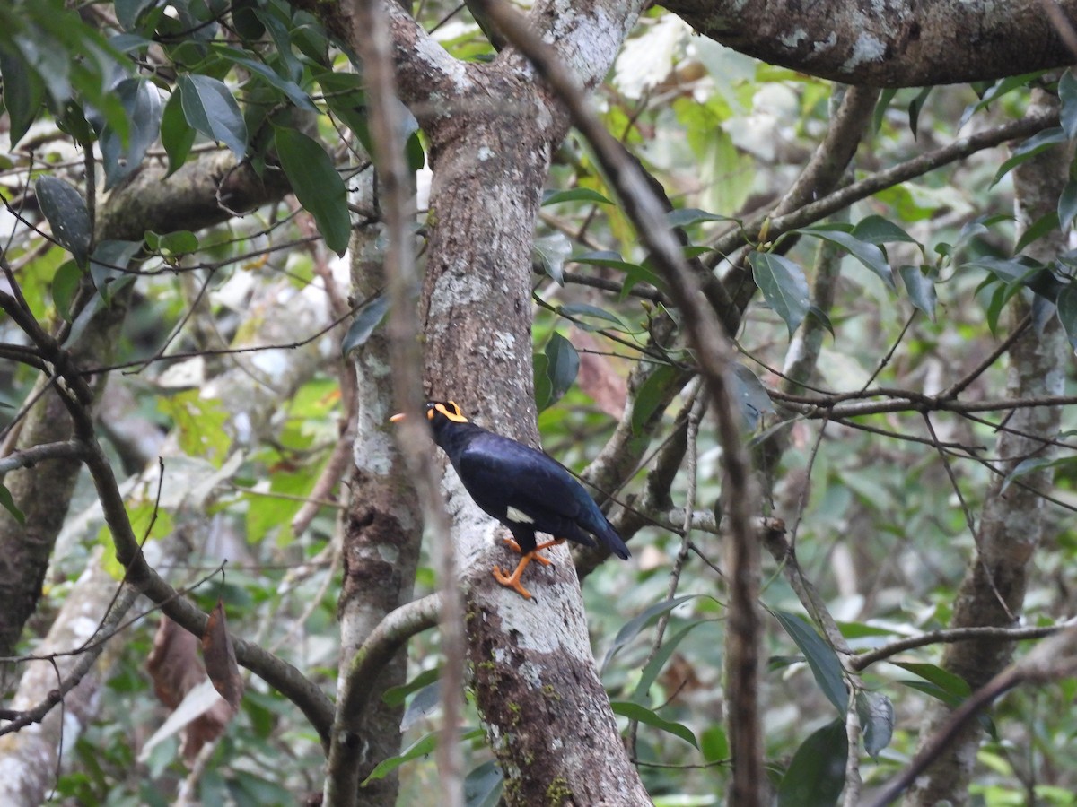 ミナミキュウカンチョウ - ML645484715