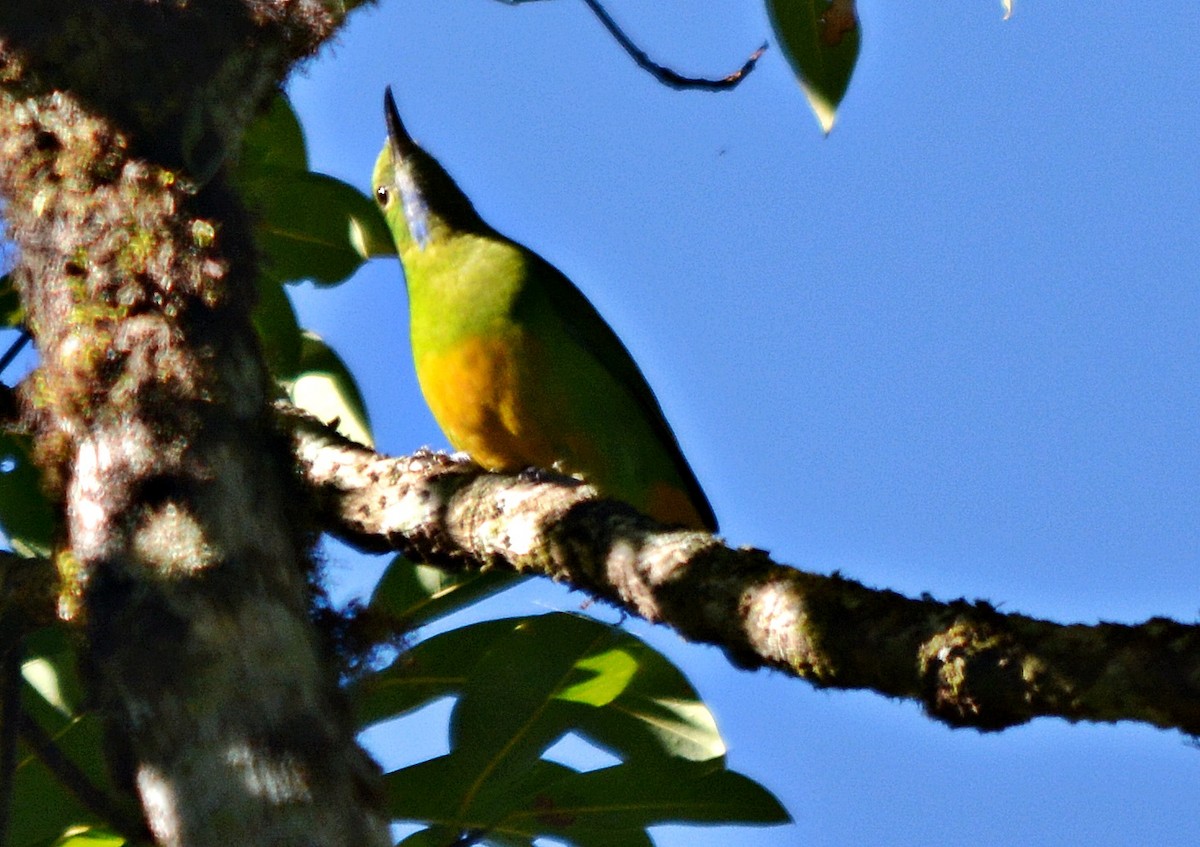 アカハラコノハドリ - ML645484716