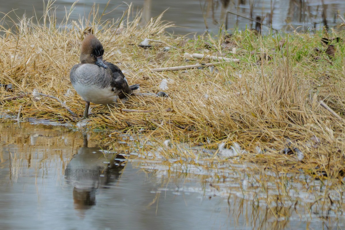 オウギアイサ - ML645484717