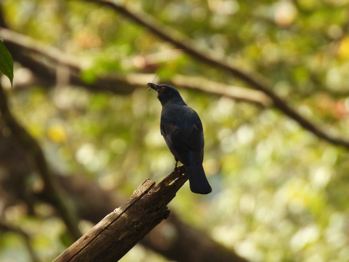 ルリコノハドリ - ML645484725