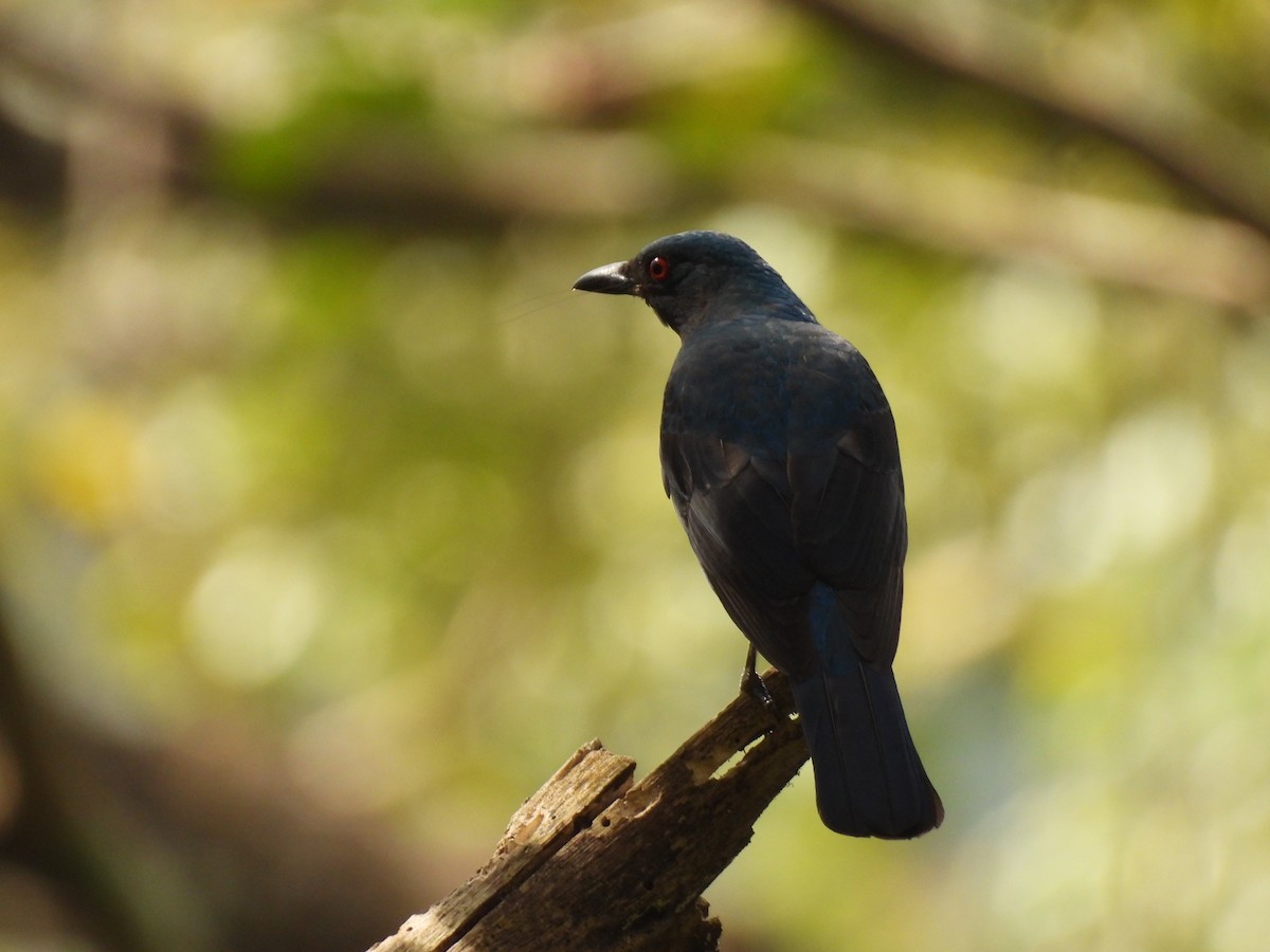 ルリコノハドリ - ML645484726