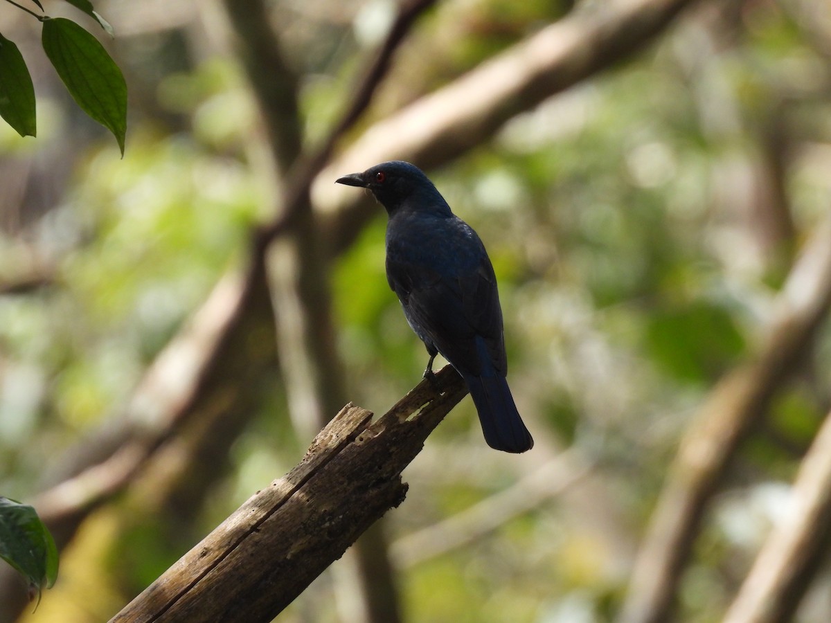 ルリコノハドリ - ML645484727