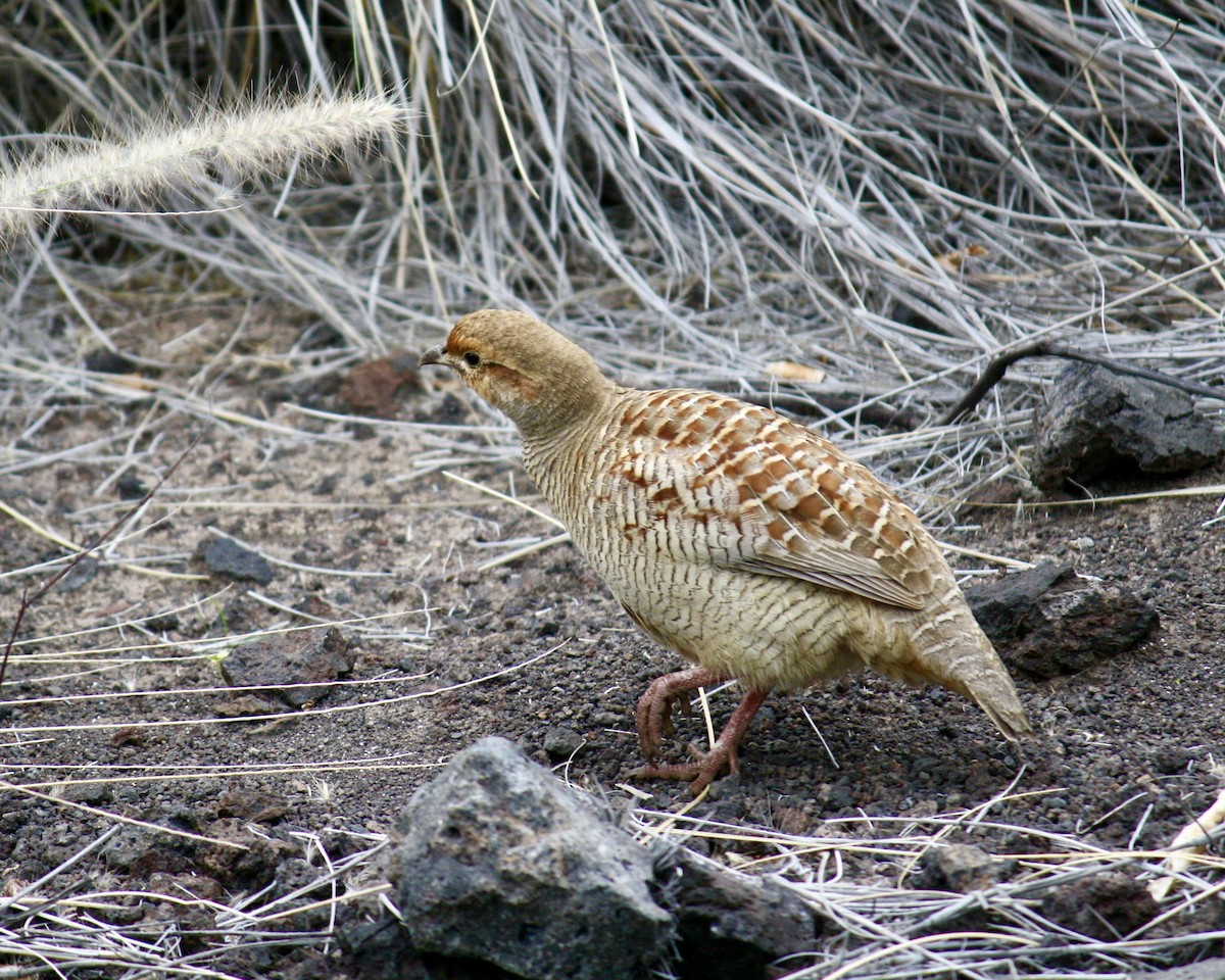 シマシャコ - ML645484728