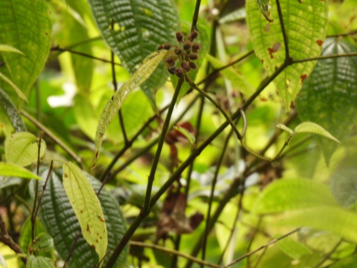 ハイガシラチメドリ - ML645484730