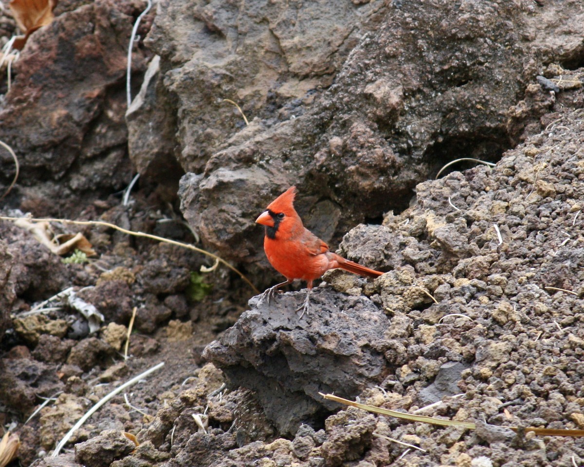 ショウジョウコウカンチョウ - ML645484731