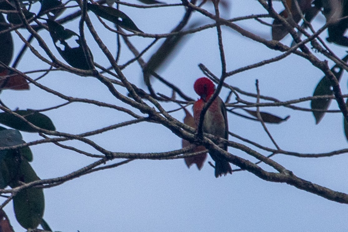 クレナイミツスイ - ML645484732