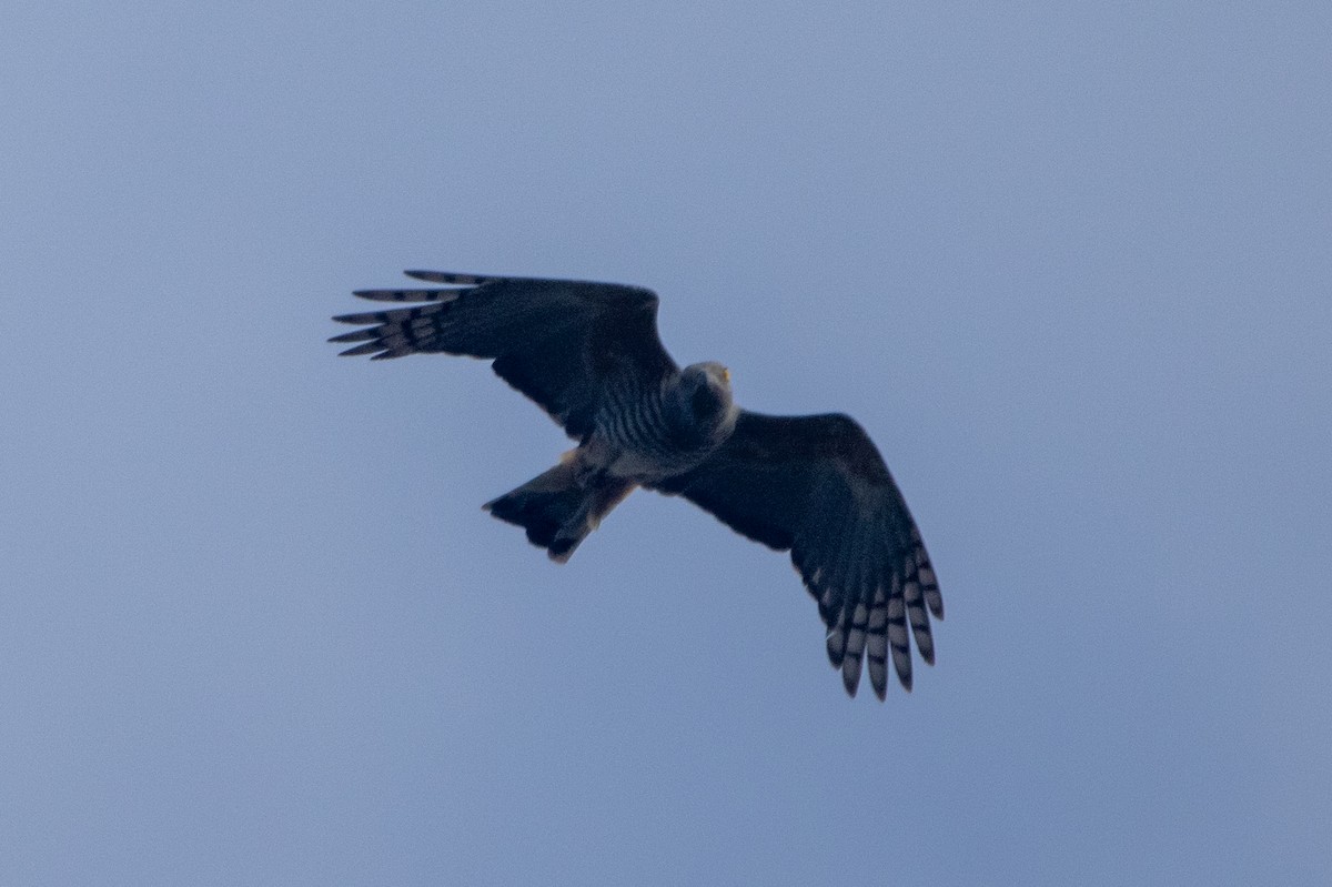 カンムリカッコウハヤブサ - ML645484733