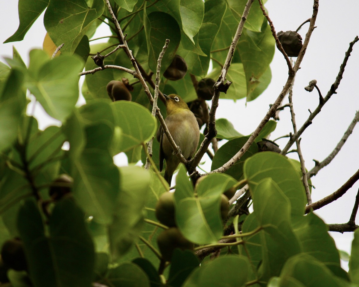 メジロ - ML645484734