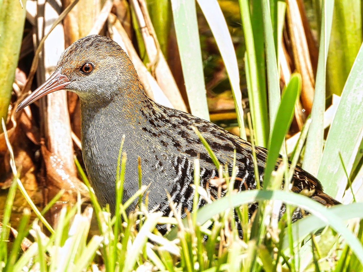 Lewin's Rail - ML645484736