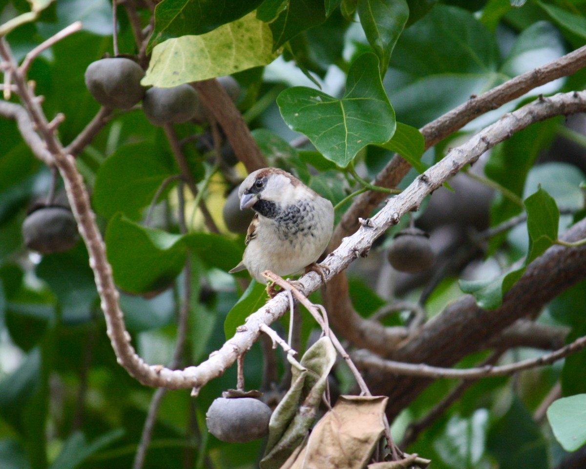 House Sparrow - ML645484738