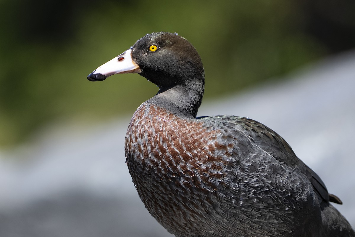 Синяя утка - ML645484762