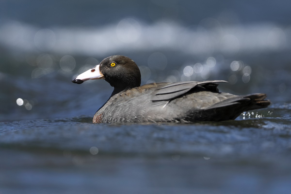 Синяя утка - ML645484763