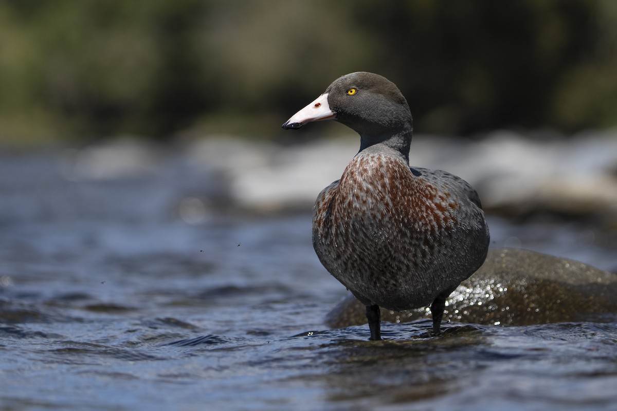 Синяя утка - ML645484764