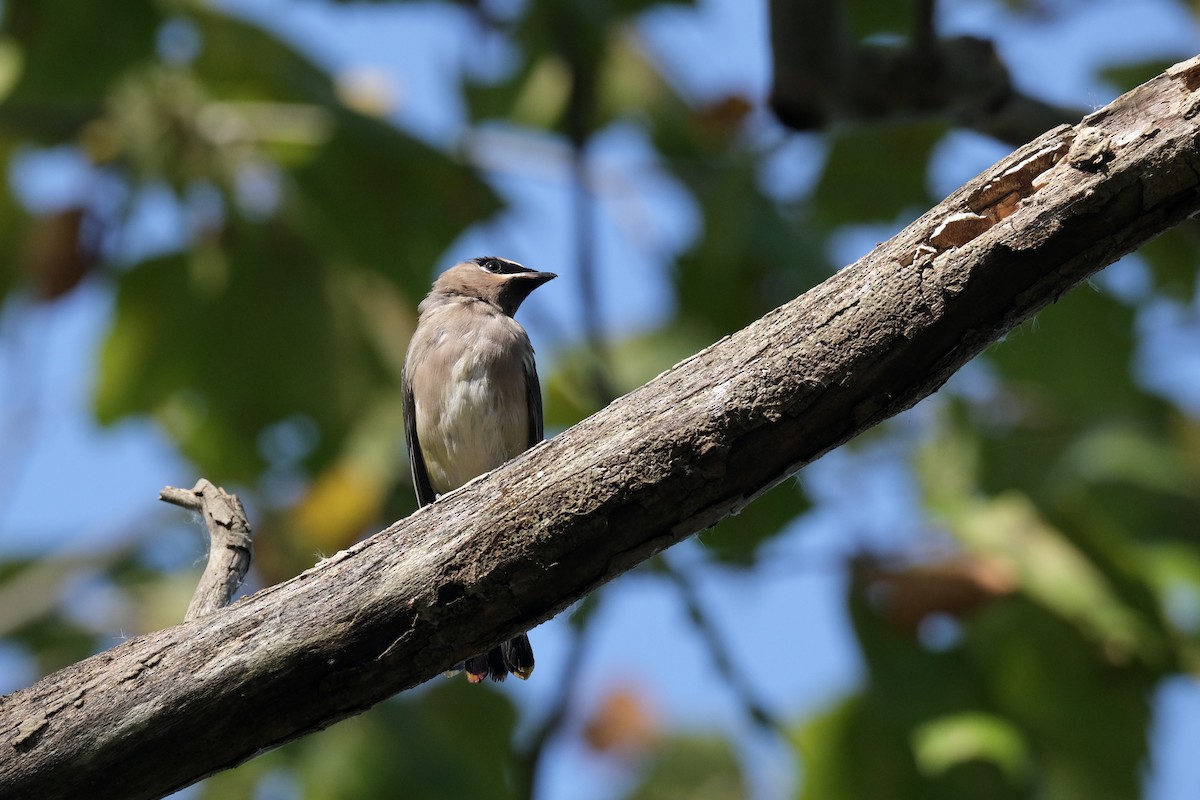Cedar Waxwing - ML645484767