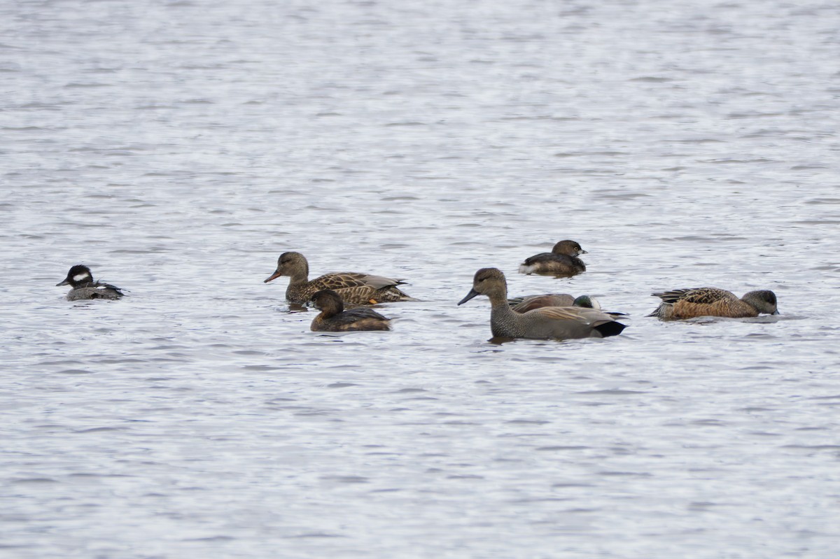 Серая утка - ML645484768