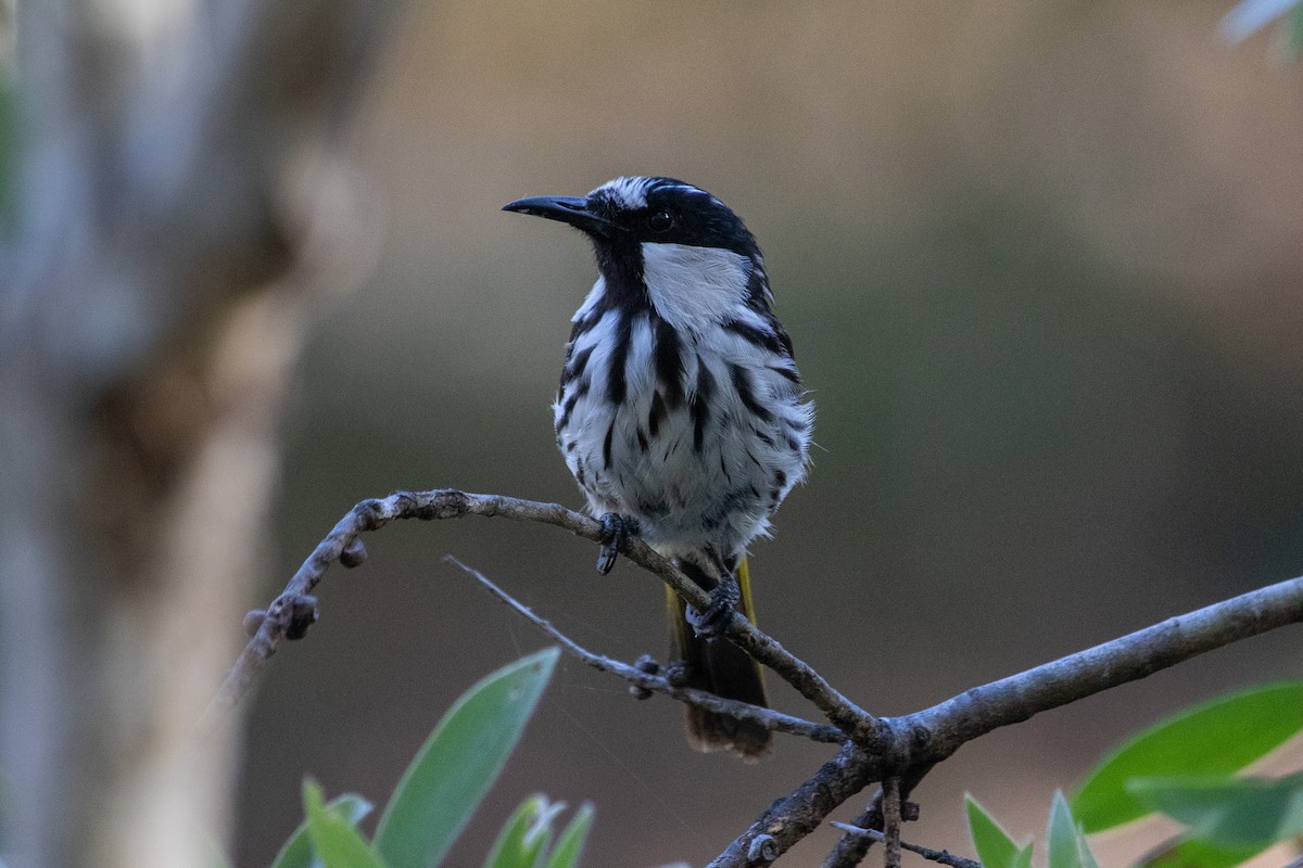White-cheeked Honeyeater - ML645484781