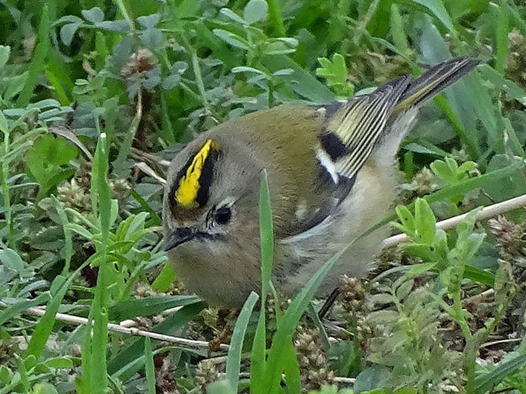 戴菊鳥 - ML645484785