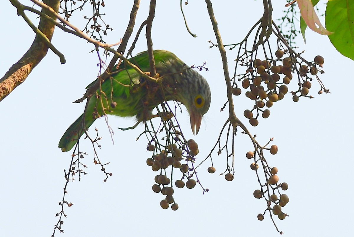 シロボシオオゴシキドリ - ML645484792