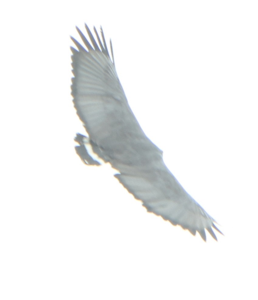 Buse solitaire - ML645484794