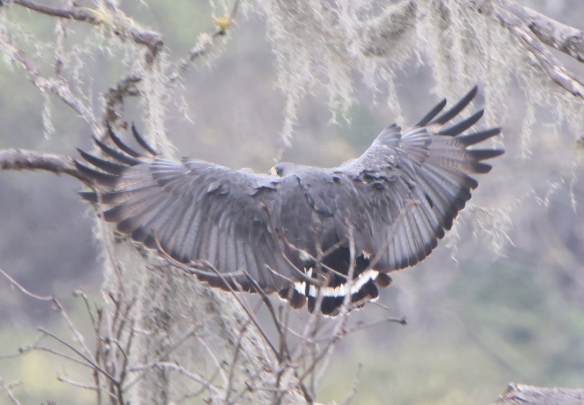 Buse solitaire - ML645484795